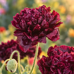Semillas Papaver paeoniflorum Black 'Doble' - comprar online