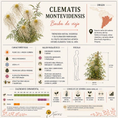 Semillas Clematis montevidensis en internet