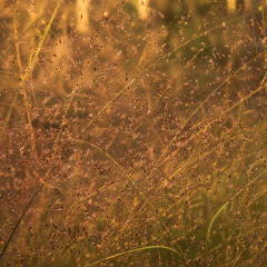 Semillas Eragrostis trichodes