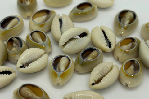 Buzios Naturales Partidos Amarronados