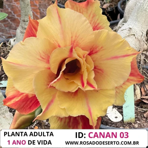 Rosa do deserto perfumada Mesclada CANAN 03