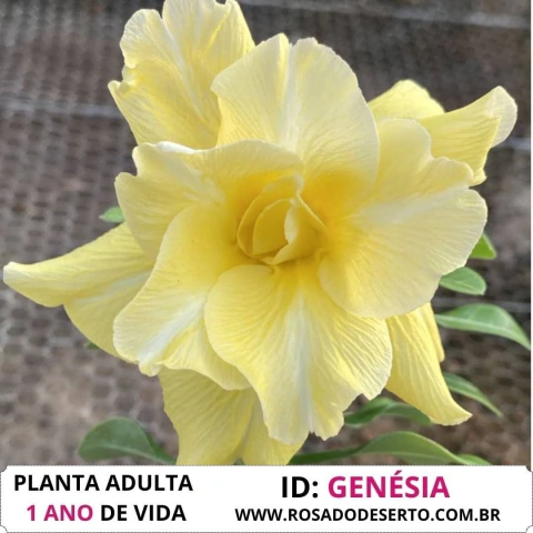 Rosa do Deserto AMARELA GENESIA