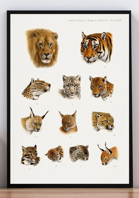 Cuadro ilustración felinos