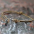 Pulseira de Corda de Âncora de Aço Inoxidável Ajustável para Homens, Corda de 2mm, - ASTRAL