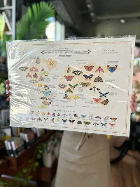 Lamina Mapoteca- Mariposas