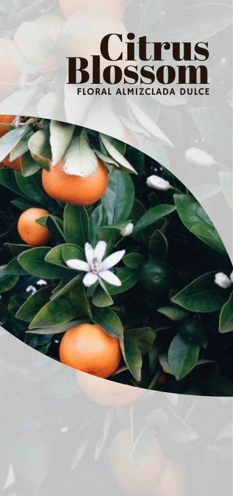 Vela de Soya Citrus Blossom