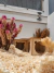 Kit Sprays para Hamster com 3 variações - loja online