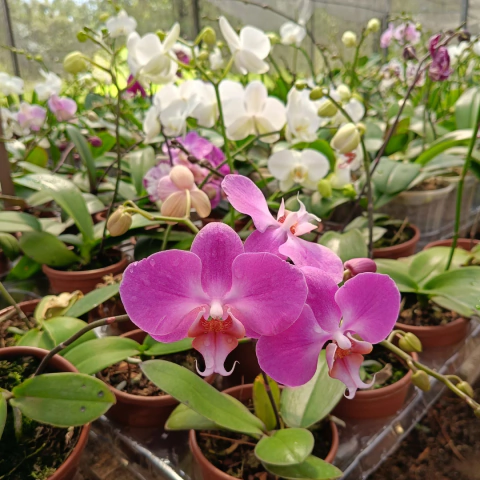 Kit 2 Orquídeas Phalaenopsis + 2 Mini Phalaenopsis (Com Avarias)
