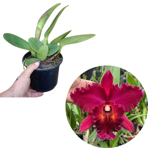 Brassolaeliocattleya Chia Lin New City Pré-adulta