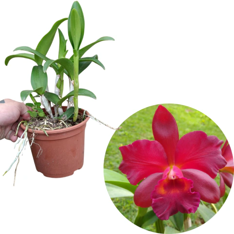 Sophrolaeliocattleya Suzuki's Red Star Pré-adulta