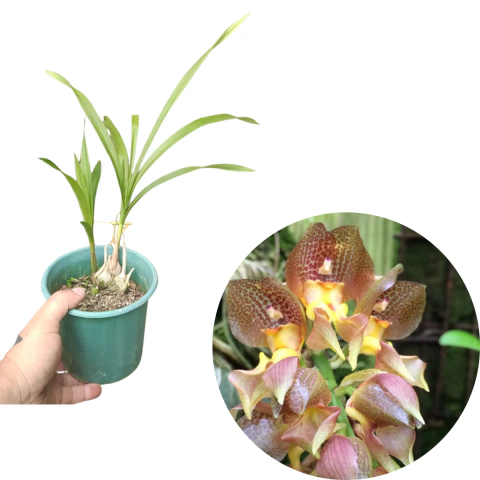 Grobya amherstiae Pré-adulta