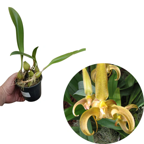 Bulbophyllum lobbii Adulta