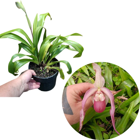 Phragmipedium Schroederae Adulta (Com Avarias)