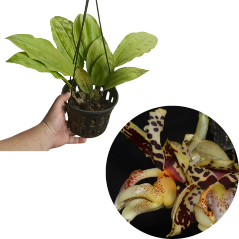 Stanhopea Wolteriana Pré-adulta