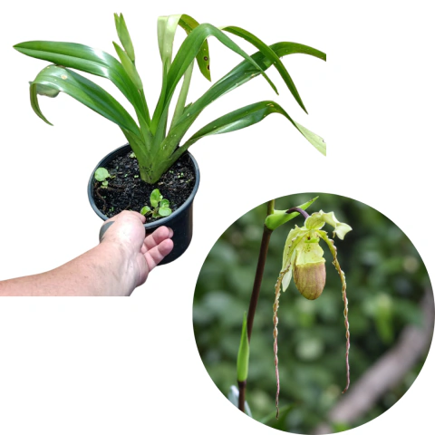 Phragmipedium Grande Adulta (Com Avarias)