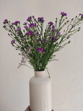 A 170 Violette STOCK Limitado - comprar online