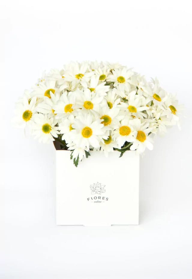 A116 - Margaritas chico - comprar online