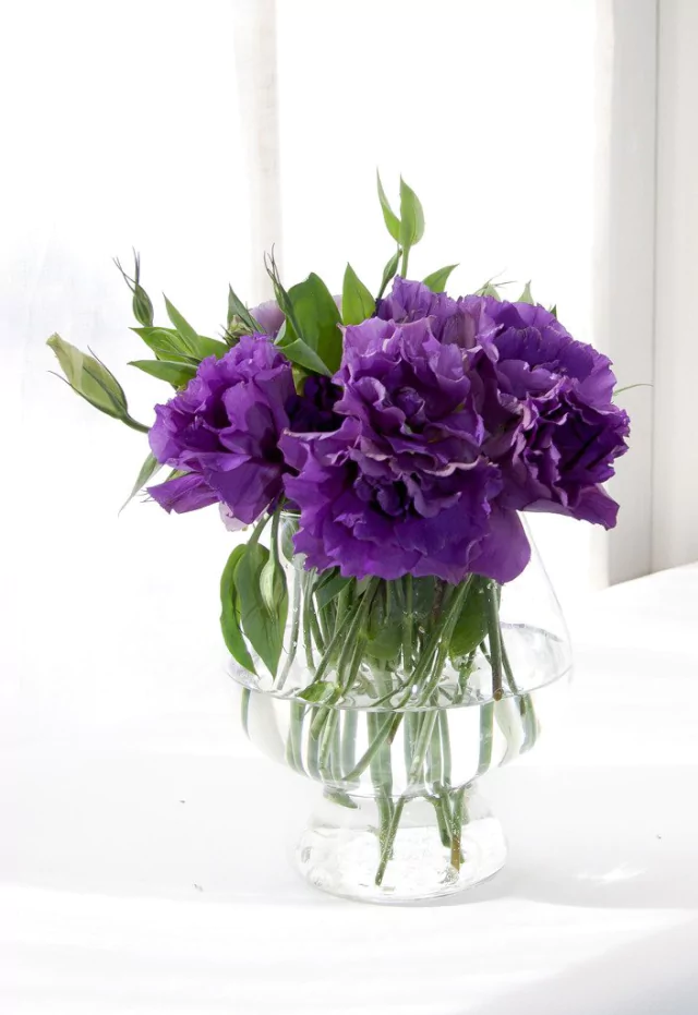 C19 lisianthus