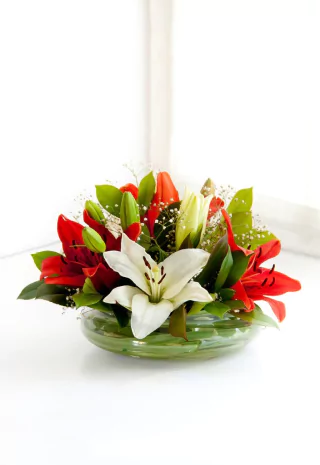 C4 - lilium en 2 tonos