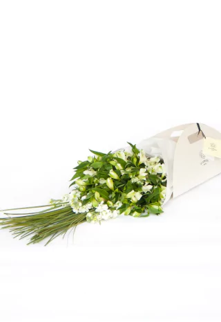 R 132 Alstroemerias y alelies