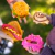 Imagen de Squishies Comidas Squishy Juguete Antiestrés Mush Meez