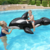 Orca Inflable Bestway 203x102 Cm - comprar online