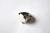 Anillo Justice en internet