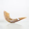 Shofar de Carnero de 29 a 33 cm SD2