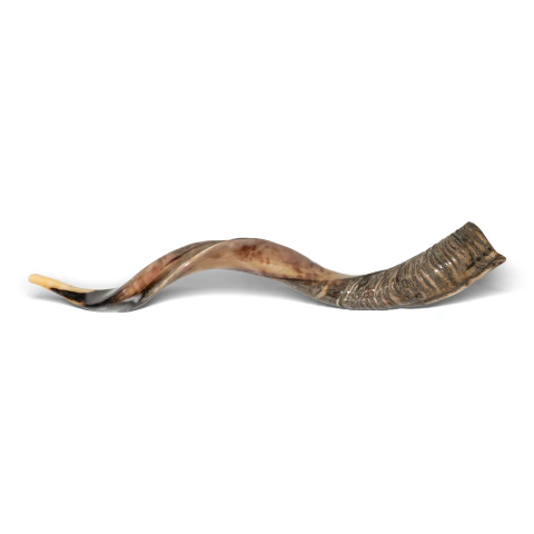 Shofar de Antílope/Yemenita de 96 a 105 cm X-Large
