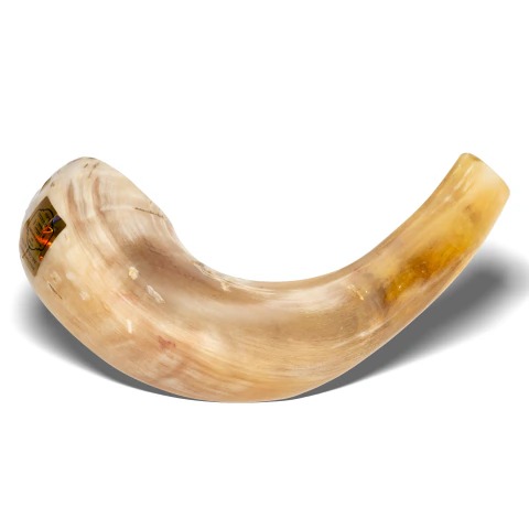 Shofar de Carnero de 34 a 37 cm SC3