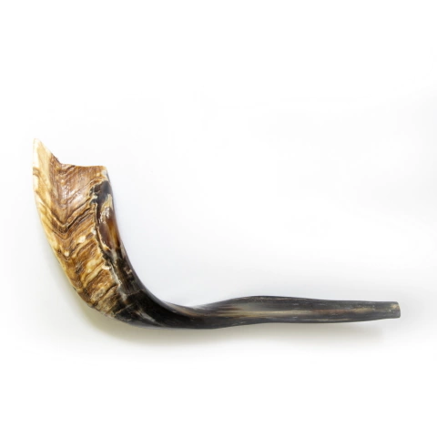 Shofar Grande De Cabra 45 a 55 cm G5