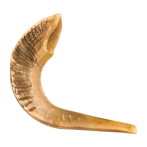 Shofar de Carnero SAA7 (entre 56 a 62 cm ) y manual de uso