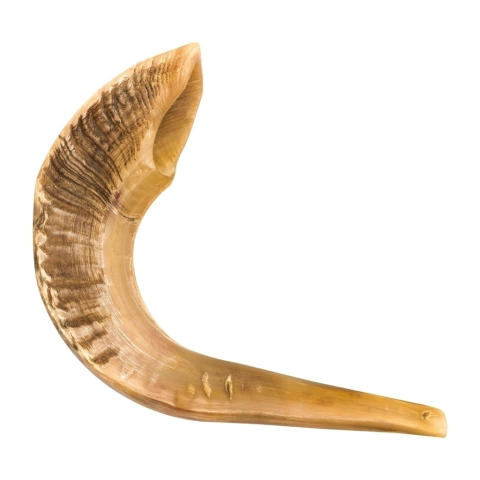Shofar de Carnero SAA7 (entre 56 a 62 cm ) y manual de uso