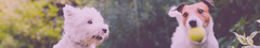 Banner de la categoría PERROS