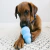 Kong Classic Puppy Large en internet