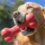 Kong Goodie Bone Small en internet