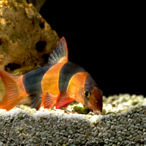 Botia Macracantha /payaso