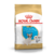 Royal Canin Bulldog Frances Puppy