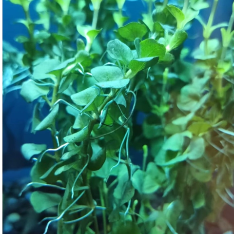 Planta natural cardamine