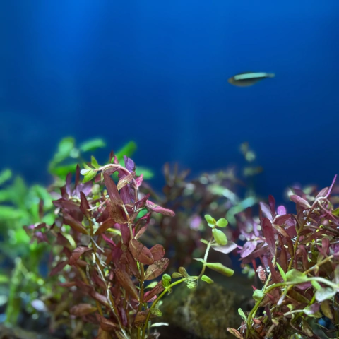 Planta Natural Rotala Pink