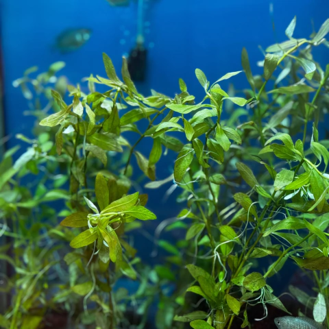 Planta Natural Ludwigia Repens