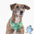 Bandana Hund Cactus