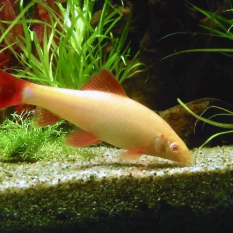 Labeo albino red 7cm