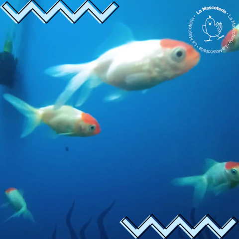 Pez agua fria red cap 5 cm