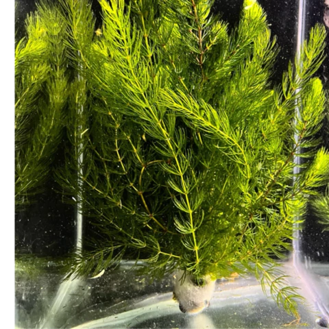 Planta natural pinito