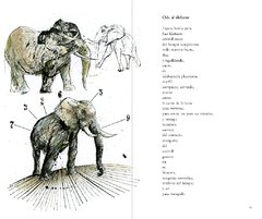Bestiario - Libros del Zorro Rojo