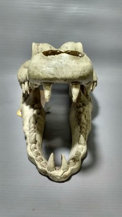 Enfeite Crânio Caveira Cabeça Crocodilo Resina ref. 057331 - Bixo D'Agua