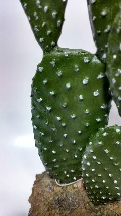 Planta Artificial Cactus Orelha Gde Aquario Terrário na internet