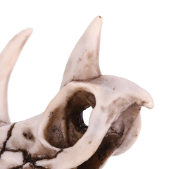 Enfeite aquário terrário crânio dinossauro triceratops 16x7,5x11cm - Bixo D'Agua