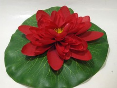 Ninféia Walter Lily Vermelha 25,5 cm